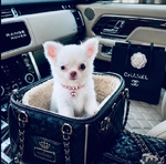 Teacup & Tiny Toy Chihuahua puppies