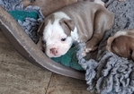 Adorable Boston Terrier puppies
