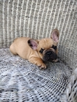 French Bulldog Puppies