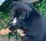 4 Beautiful Australian shepherd and blue heeler pups