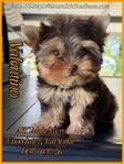 AKC Gorgeous Male Yorkies