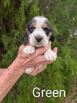 Akc Beagle Puppies