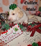 AKC Standard Poodles