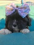 Shih Tzu puppies