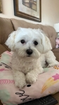 Caring and Reliable Dog Sitter Needed