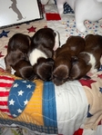 Mini Longhair Dachshund Puppies