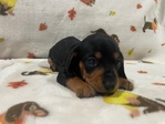 AKC Registered Miniature Dachshund Puppies