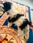 Small Poodle Pup! Best Mother’s Day Gift!