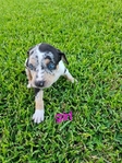 Catahoula puppies