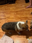 free corgie