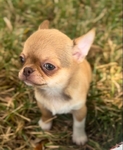 Chihuahua elite puppies / Applehead females