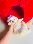 Shihpoo puppies Shihtzu & Poodle mix - 50/50 split. 1st Gen.