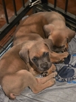Last one! Formentino male cane corso puppy!