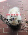Pomeranian Male Teddy Bear Pom puppies Merle Blue White