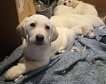 AKC Labrador Puppies