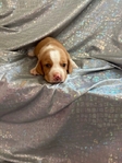 Beagle puppies AKC