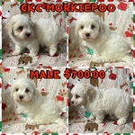 CKC MORKIEPOO MALE CHRISTMAS PUPPY $700.00