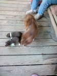 Mini Australian shepherd puppies