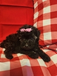 Toy poodle puppies