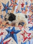 CKC Tiny Toy Poodles