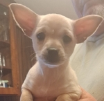 CHIHUAHUA