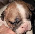 French Bulldog Puppies