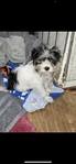 Male Yorkie