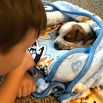 Beautiful puppy for adoption