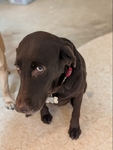 Good well behaved dogs to a good home