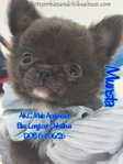 AKC Beautiful Blue Male Applehead Longcoat Chihuahua