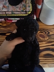 Black toy poodle