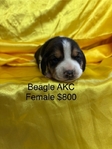 Beagle Puppies AKC