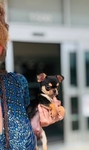 Chihuahua puppies
