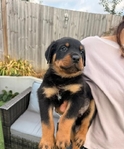 loyal Companion Rottweiler puppies