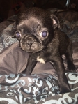 Pug puppies