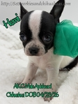 AKC Applehead Smooth Coat Chihuahuaa