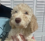 Goldendoodle Puppies