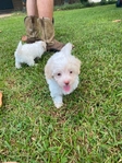 CKC MORKIEPOO PUPPIES 2 MALES $500.00