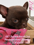 AKC Micro Mother’s Day Applehead Chihuahuas