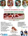 AKC CHAMPION BLOODLINE CAVALIER KING CHARLES SPANIEL