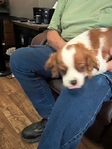 King Charles Cavalier