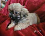 Pekingese Puppies