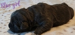 Majestic Cane Corso puppies! Taking deposits!