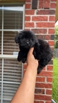 Maltipoo