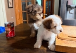 Mogwai (Yorkipoo)