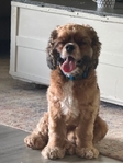 Cocker Spaniel