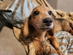 AKC Dachshunds - Fully Vetted & Ready Now! (Southeast Texas)