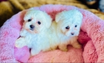 Maltipoo small puppies Maltese poodle toy breed.