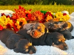 AKC Miniature Dachshund Puppies