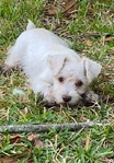 CKC miniature schnauzer